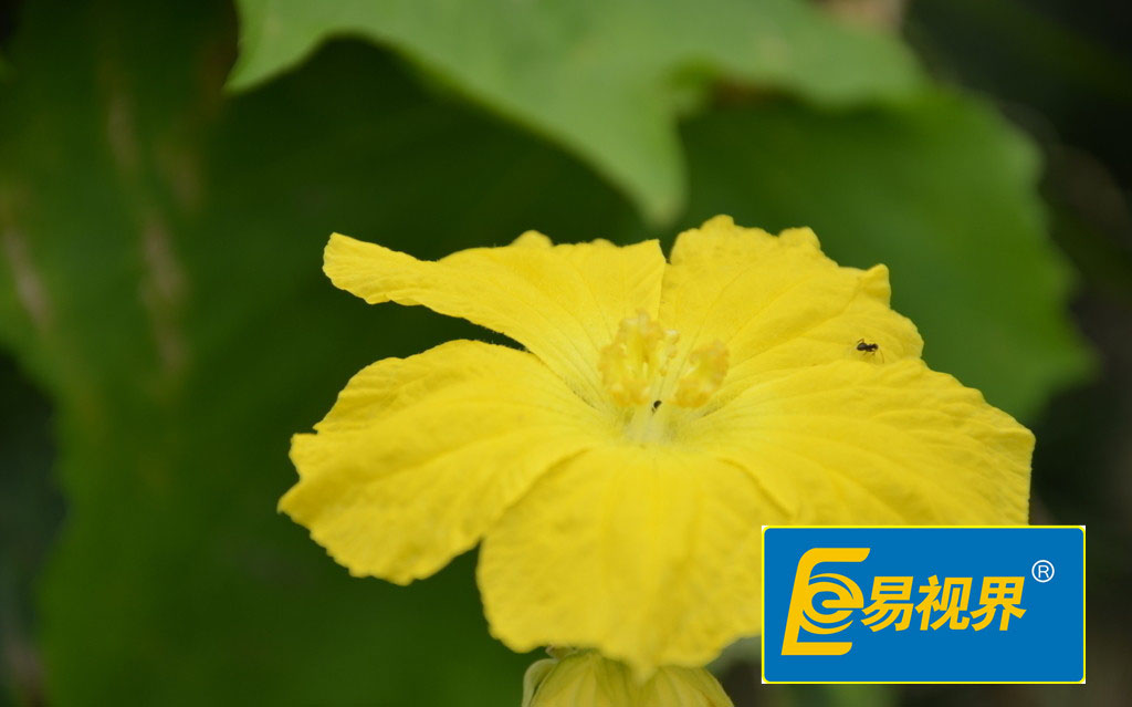 易視界護(hù)眼專家 青光眼降眼壓的方法