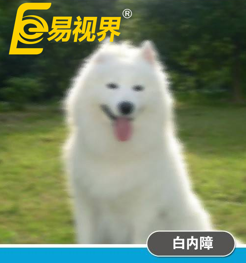 不一樣的眼病，不一樣的世界