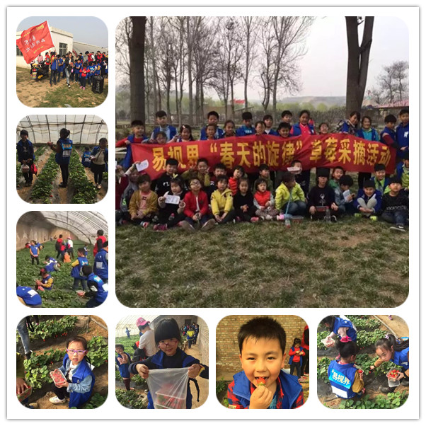 易視界&ldquo;春天的旋律&rdquo;草莓采摘活動圓滿結(jié)束
