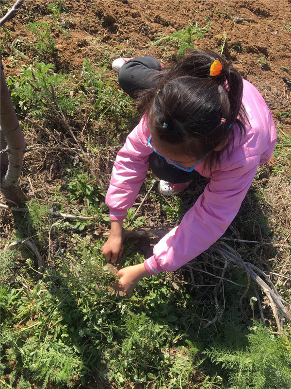 易視界小客戶在認真挖野菜