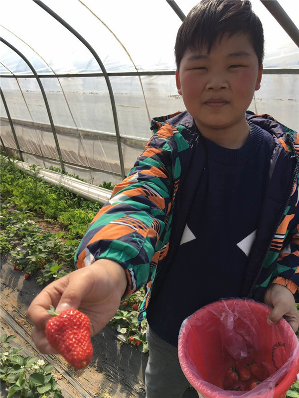 易視界小客戶開(kāi)心的展示自己摘的草莓