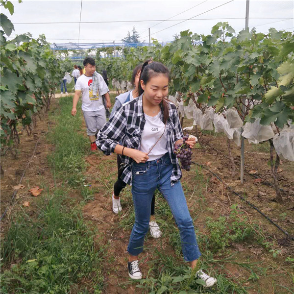 準(zhǔn)備摘葡萄去